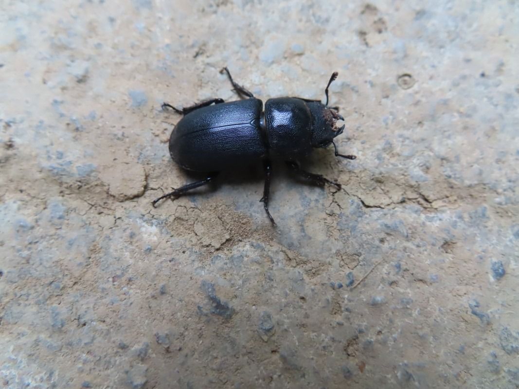 Dorcus parallelipipedus  - Jose Manuel Unanue