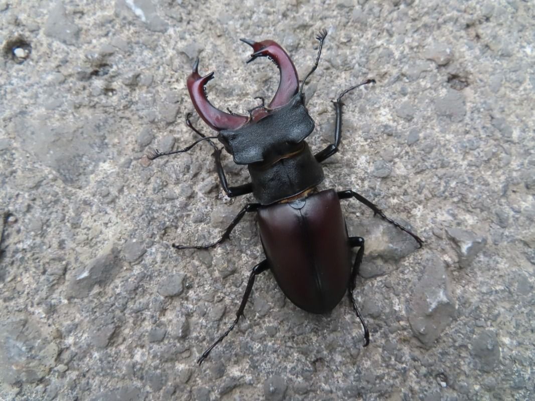 Lucanus cervus  - Jose Manuel Unanue