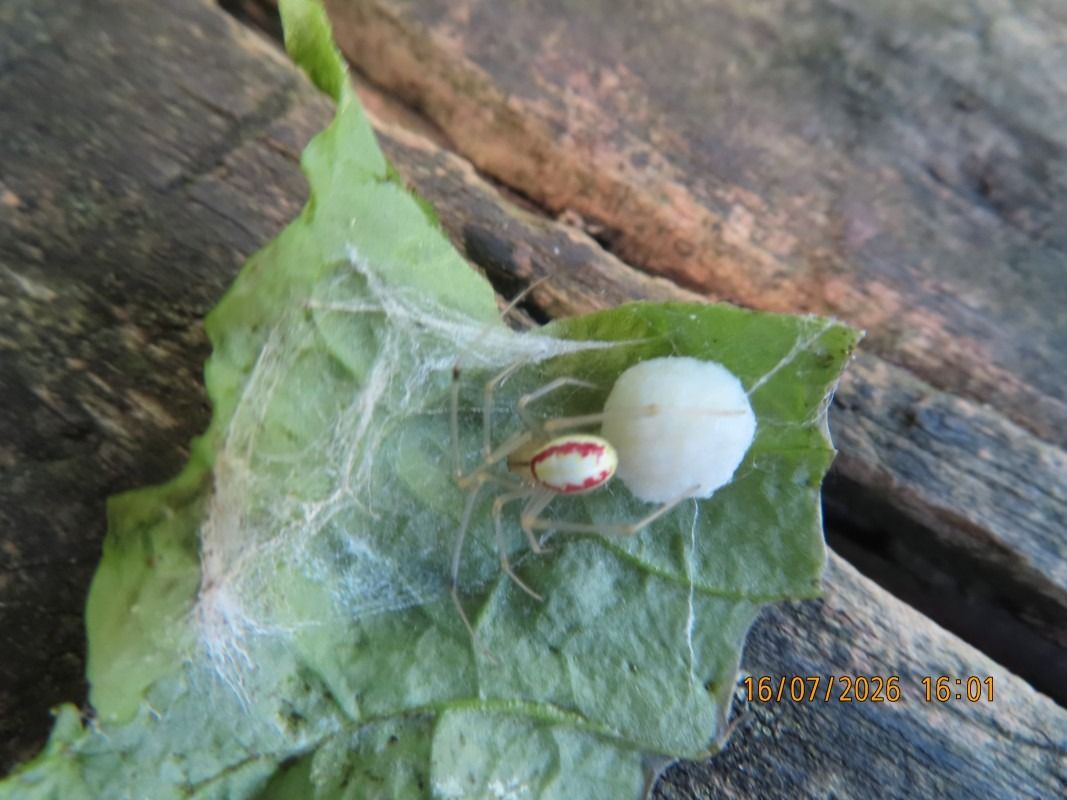 Araneus diadematus  - Jose Manuel Unanue