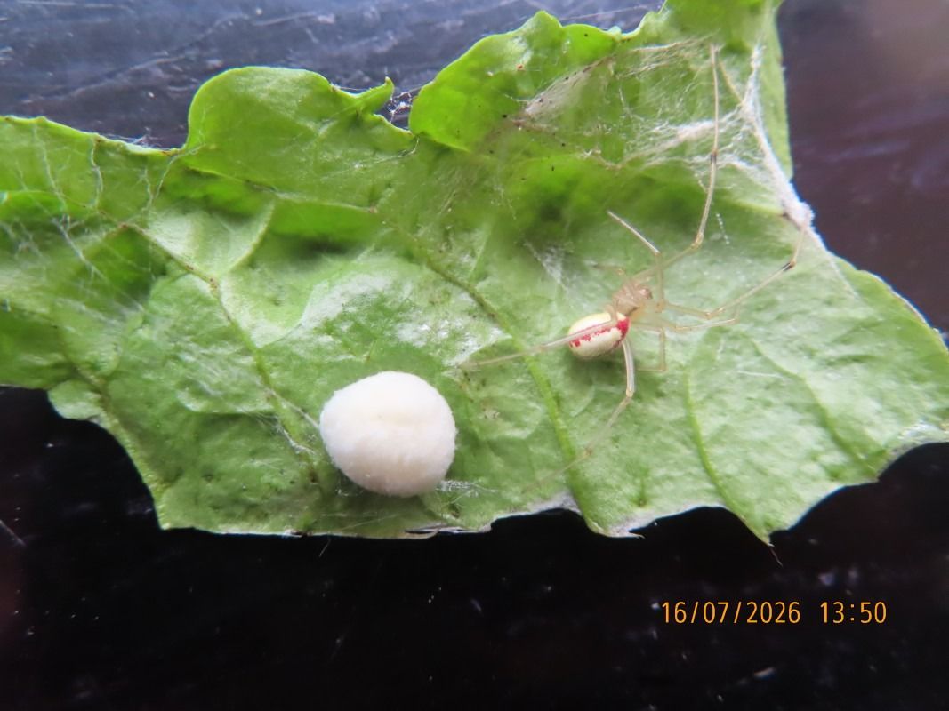 Araneus diadematus  - Jose Manuel Unanue