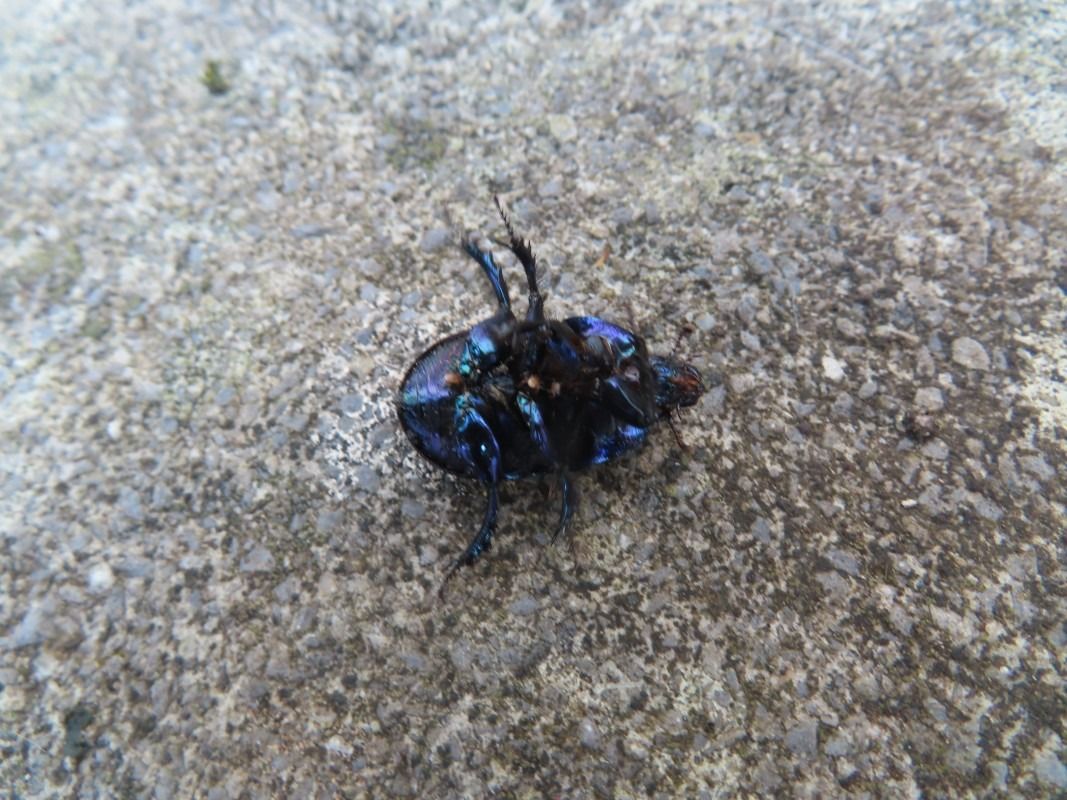 Geotrupes stercorarius  - Jose Manuel Unanue