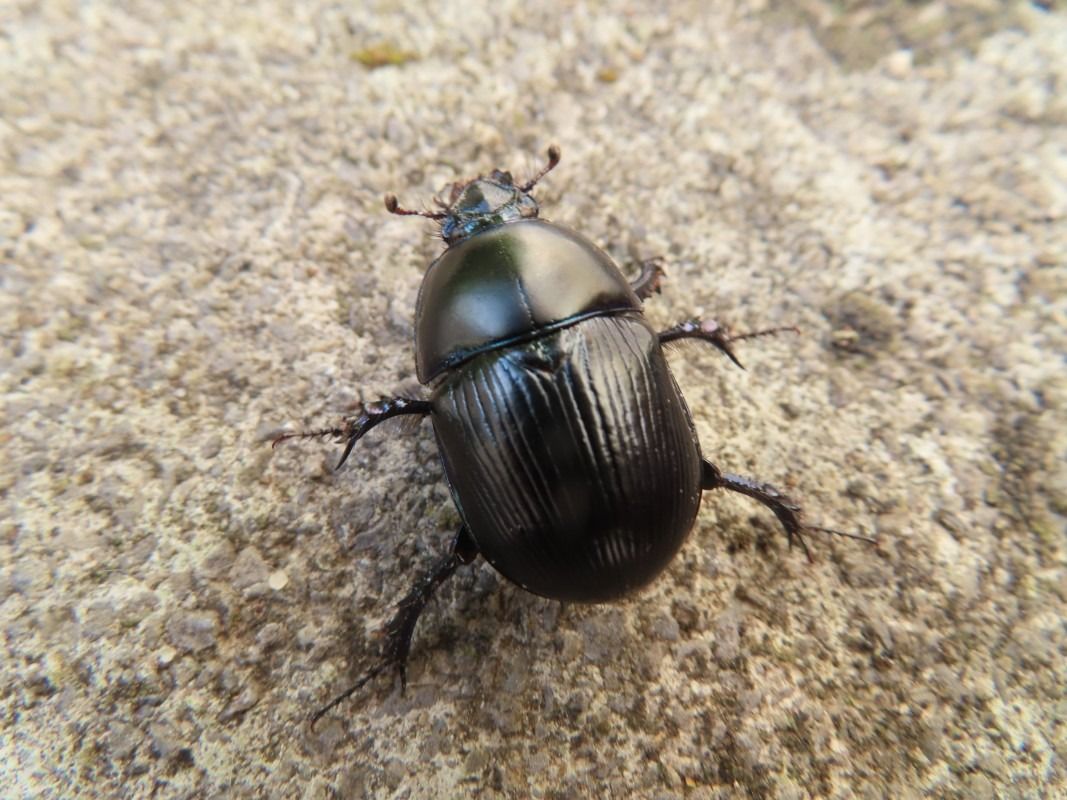 Geotrupes stercorarius  - Jose Manuel Unanue