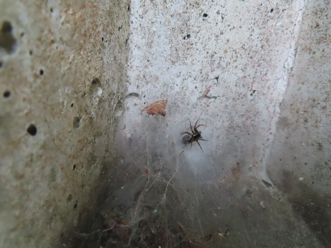 Textrix denticulata  - Jose Manuel Unanue