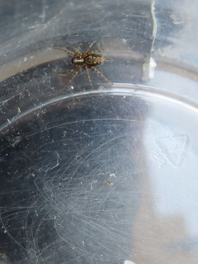 Textrix denticulata  - Jose Manuel Unanue
