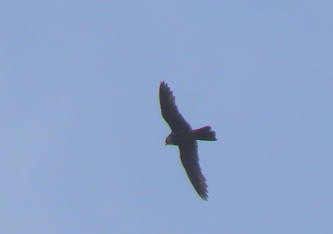 Belatz handia  - Juana Oyanguren