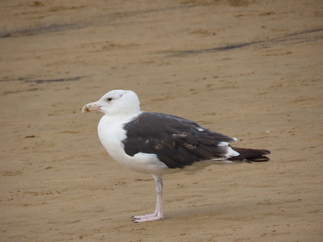 Great Black-backed Gull  - Juana Oyanguren