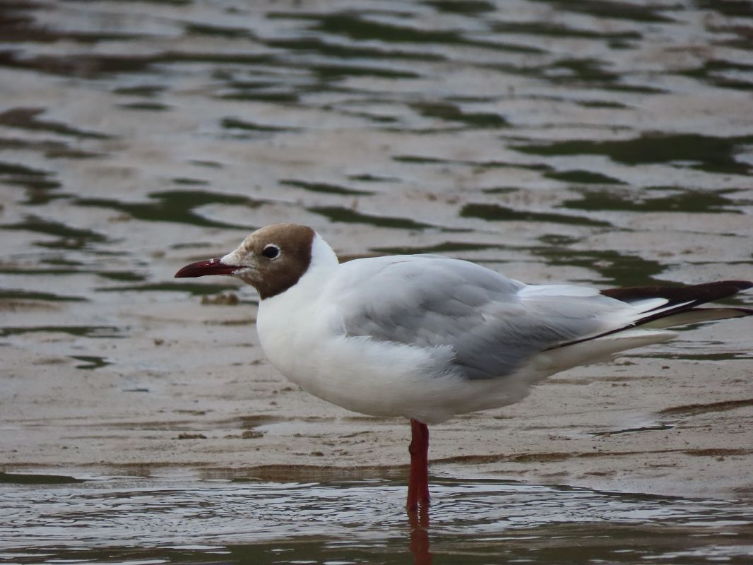 Black-headed Gull  - Juana Oyanguren