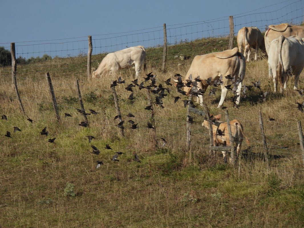 Sturnus unicolor / vulgaris  - Juana Oyanguren