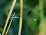 Lestes sponsa © Serafín Alarcón