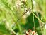 Lestes virens © Serafín Alarcón