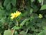 Helianthus tuberosus © Serafín Alarcón