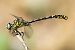 Candil de gancho (Onychogomphus forcipatus) © Joseba Otaegi