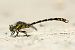 Candil de pinzas (Onychogomphus uncatus) © Joseba Otaegi