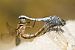 Centinela azulada (Orthetrum brunneum) © Joseba Otaegi