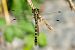 Onychogomphus forcipatus © Joseba Otaegi