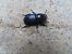 Dorcus parallelipipedus © Jose Manuel Unanue