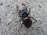 Lucanus cervus © Jose Manuel Unanue