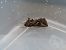 Autographa gamma © Jose Manuel Unanue