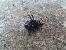 Geotrupes stercorarius  - Jose Manuel Unanue