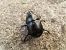 Geotrupes stercorarius © Jose Manuel Unanue