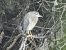 Black-crowned Night Heron - Aitor Urrutia