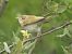 Mosquitero papialbo (Phylloscopus bonelli) © Aitor Urrutia