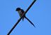 Long-tailed Tit - Juana Oyanguren