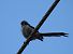 Long-tailed Tit - Juana Oyanguren