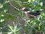 Common Blackbird - Juana Oyanguren