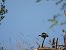 European Stonechat - Juana Oyanguren