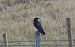 Carrion Crow - Juana Oyanguren