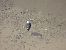 Great Black-backed Gull - Juana Oyanguren