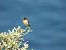 European Stonechat - Juana Oyanguren