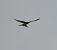 Eurasian Crag Martin - Juana Oyanguren
