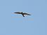 Common Kestrel - Juana Oyanguren