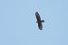 Common Buzzard - Juana Oyanguren