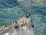 European Shag - Juana Oyanguren