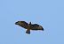 Common Buzzard - Juana Oyanguren