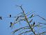 Barn Swallow - Juana Oyanguren