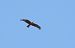 Black Kite - Juana Oyanguren