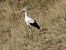 White Stork - Juana Oyanguren