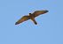 Common Kestrel - Juana Oyanguren