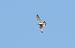 Common Kestrel - Juana Oyanguren