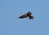 Belatz gorria (Falco tinnunculus) © Juana Oyanguren