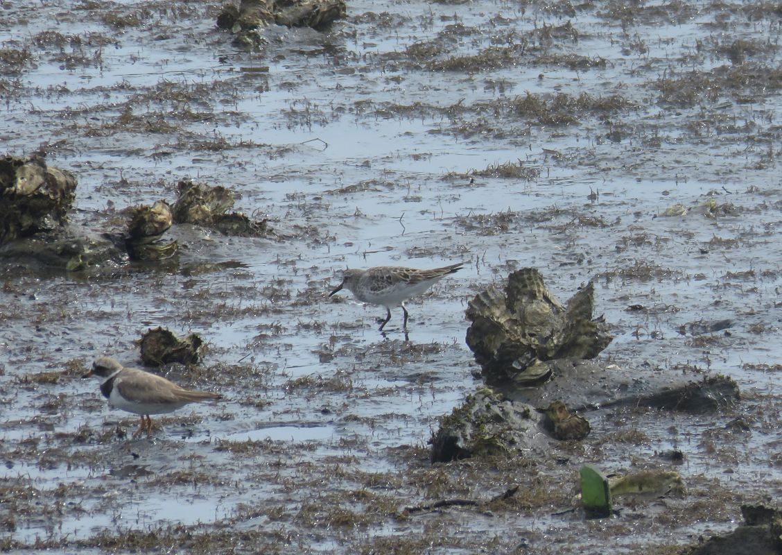 Calidris fuscicollis  - Alfredo Herrero