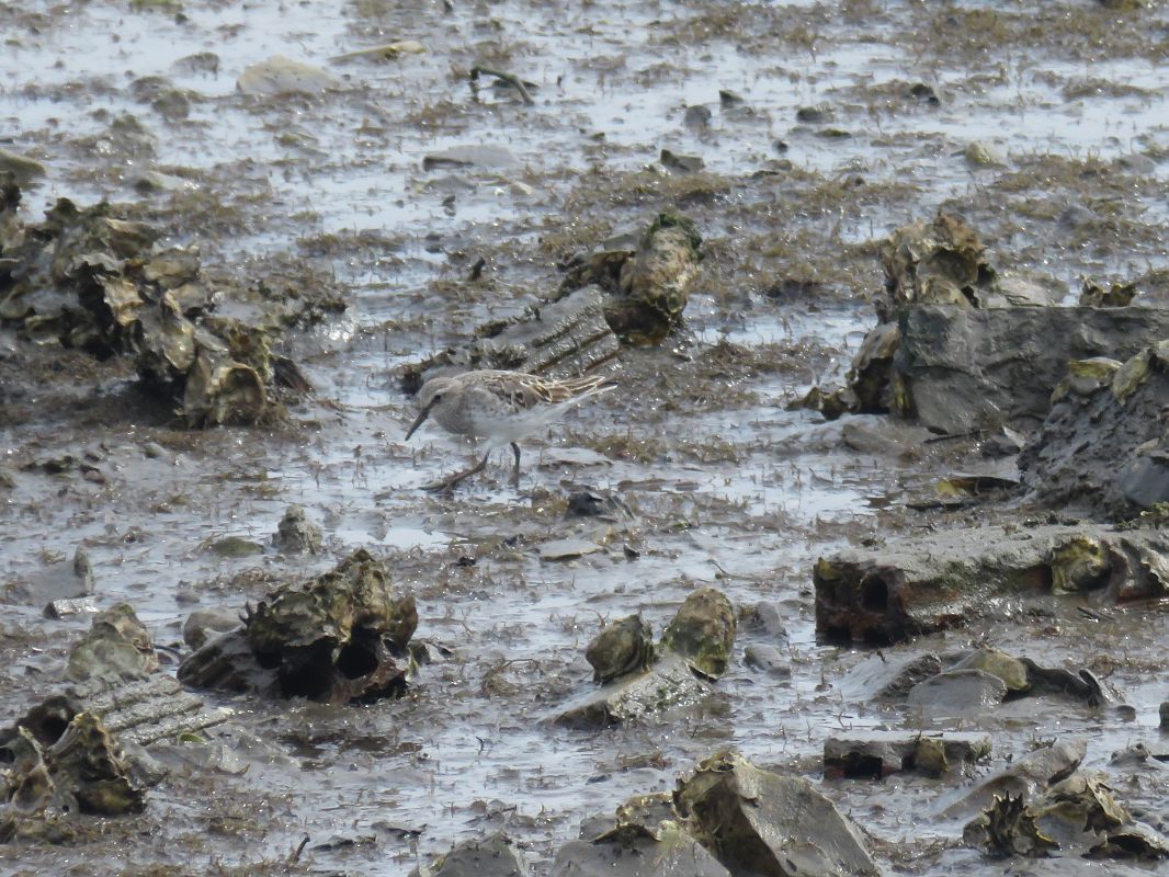 Calidris fuscicollis  - Alfredo Herrero
