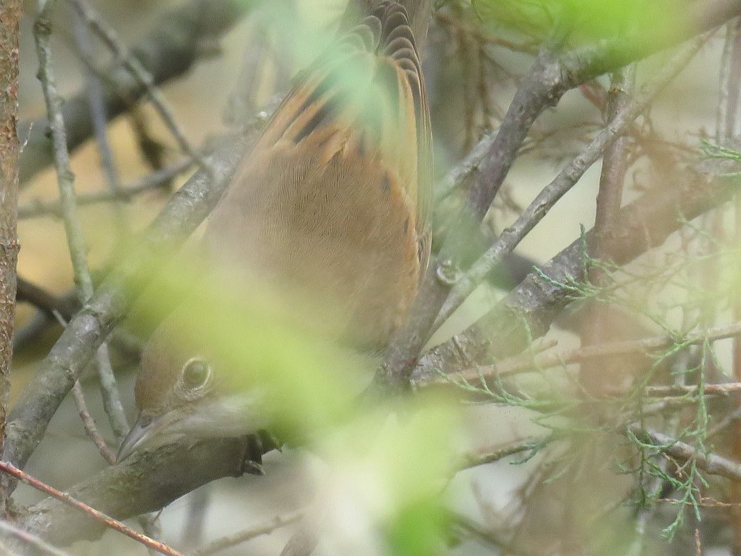 Common Whitethroat  - Alfredo Herrero