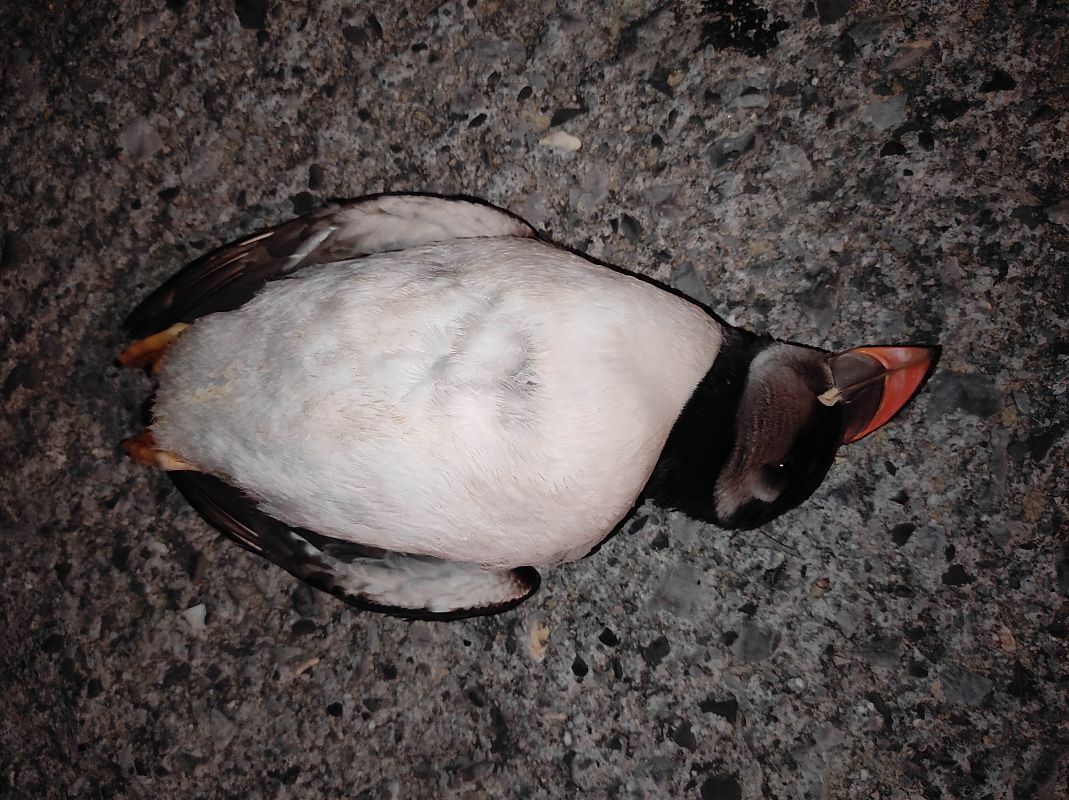 Fratercula arctica  - Jon Etxezarreta