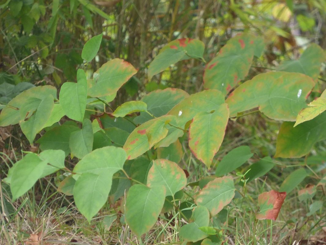 Fallopia japonica  - Serafín Alarcón