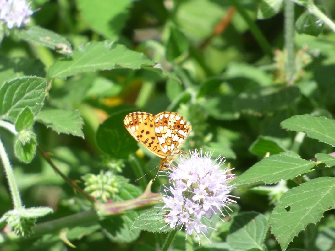 Boloria selene  - Serafín Alarcón